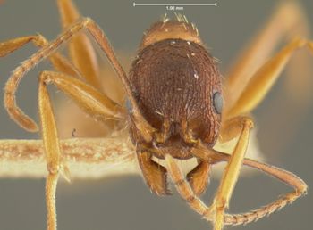 Media type: image; Entomology 20613   Aspect: head frontal view